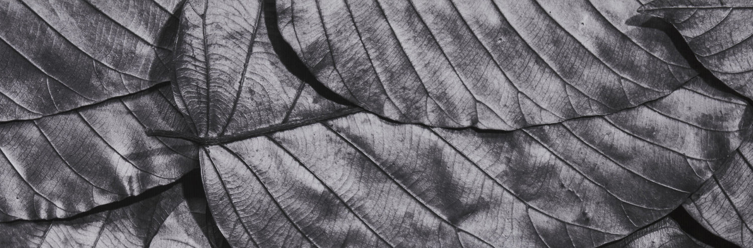 Santal Gray